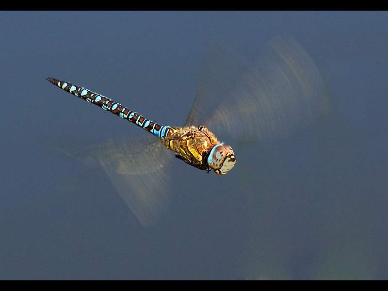 Charles Whitfield-King - Southern Hawker in Flight.jpg